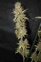 Sugar Punch cut F67