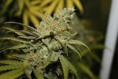 Tangilope F59