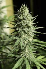 Sugar Punch F34