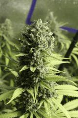 Sugar Punch F52
