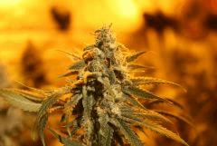 Tangilope F45