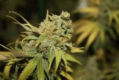 Tangilope F67