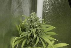 Tangilope F56