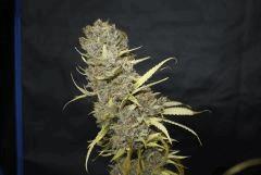 Sugar Punch cut F67