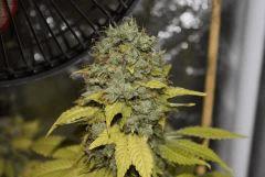 Jackberry x Shack F67