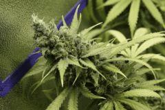 Tangilope F56