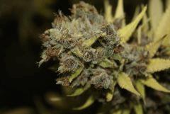 Sugar Punch F65