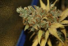 Tangilope F65