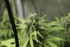 Tangilope F52