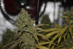 Tangilope F59
