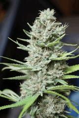 Sugar Punch F48