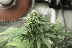 Tangilope F34