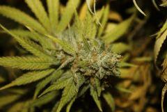 Tangilope F65
