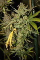 Tangilope F67