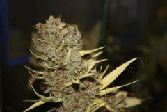 Sugar Punch F67