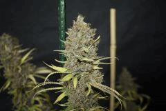 Sugar Punch cut F67