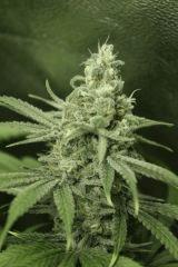Tangilope F45