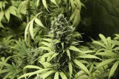 Sugar Punch F56