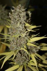 Sugar Punch F59