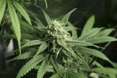 Tangilope F34