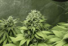 Jackberry x Shack F52