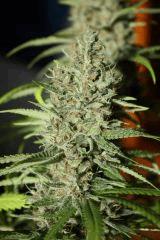 Sugar Punch F48