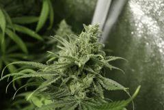 Tangilope F52