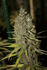 Sugar Punch F59