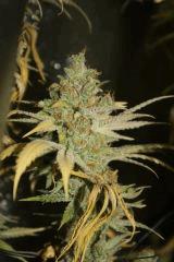 Tangilope F67