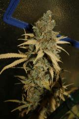 Tangilope F67