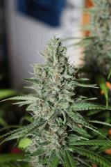 Sugar Punch F48
