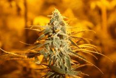 Tangilope F39