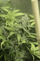 Tangilope F52