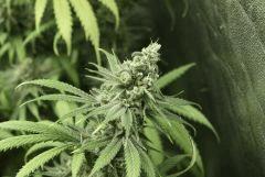 Tangilope F45