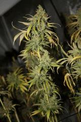 Tangilope F67