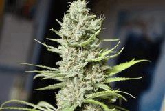 Sugar Punch F48