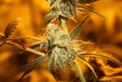 Tangilope F39