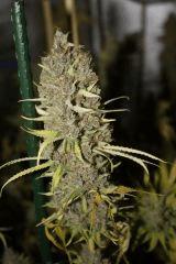 Sugar Punch F67