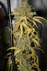 Tangilope F67