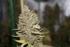 Sugar Punch F67