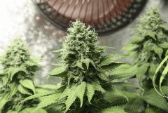 Jackberry x Shack F45