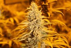 Sugar Punch F45