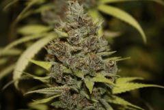 Sugar Punch F65