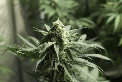 Tangilope F34