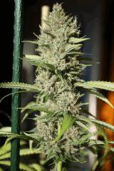 Sugar Punch F48
