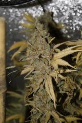 Tangilope F67