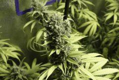 Sugar Punch F56
