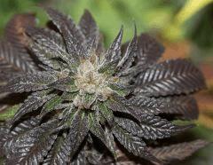 Bubba Kush