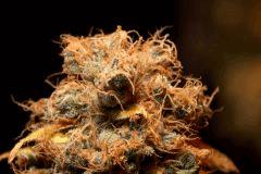 G13-Skunk env f+80j