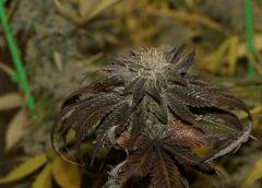 Bubba Kush